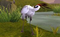 Image of Whitefisher Crane