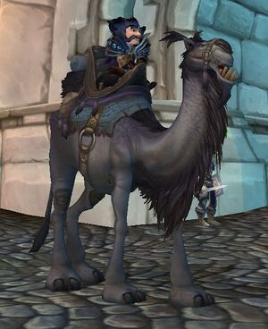 A gnome male on his Grey Riding Camel.