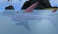 Image of Daggertooth Shark