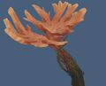 Moosehorn Coral3.jpg