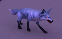 Image of Snowfrolic Fox