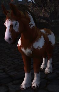 Image of Crowley's Horse