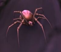 Image of Spider