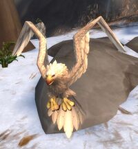 Image of Snowfeather