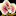 IconSmall Orchid.gif