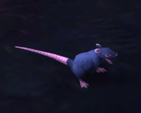 Image of Darktide Rat