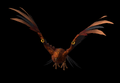Spirit Hawk (Level 3)