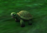 Image of Emerald Turtle