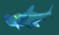 Image of Reef Shark