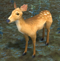 Image of Marsh Fawn