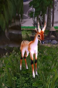 Image of Longstrider Gazelle