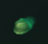 Image of Caustic Jelly