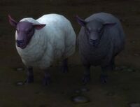 Sheep updated model.jpg