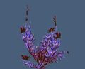 Violet Perforated Coral.jpg