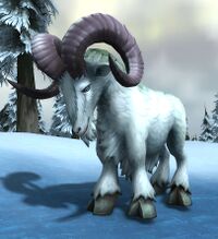 Image of Frosthorn Ram