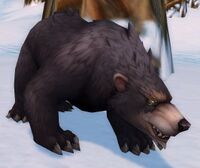 Image of Black Bear