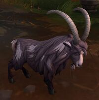 Image of Wild Goat