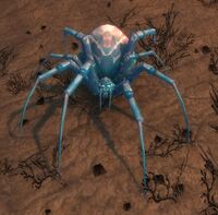 Image of Glassweb Spider