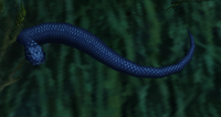 Image of Rat Snake