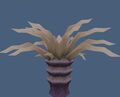 Palm Anemone.jpg