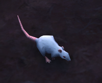 Image of Scrawny Rat