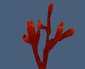 Bloodtree Sponge.jpg