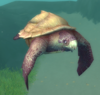 Image of Sandshell Sea Turtle