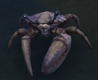 Image of Weathered Crab