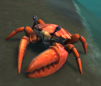 Image of Shore Crab
