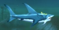 Image of Yellowfin Shark