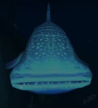 Image of Colossal Whale Shark