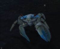 Image of Sandyback Crab