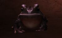 Image of Grotto Toad