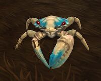 Image of Mudfisher Crab